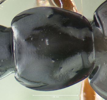 Media type: image;   Entomology 602291 Aspect: pronotum dorsal